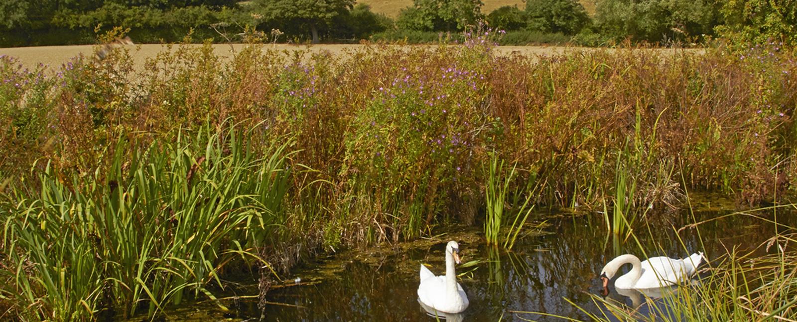 Swans on the Montgomery canal in summer