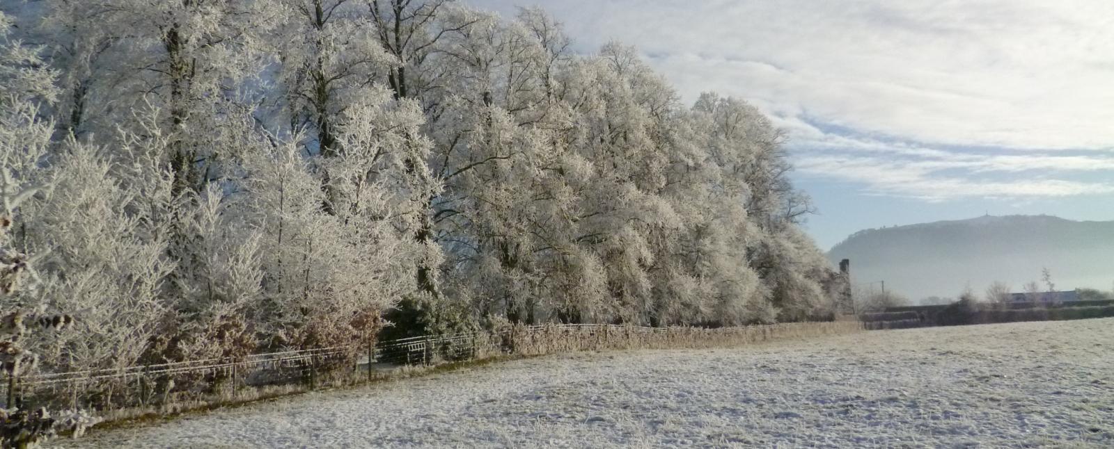 Fields and trees in winter with Breidden Hill in the background